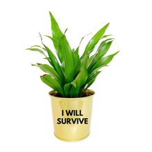 Load image into Gallery viewer, Planter | I Will Survive
