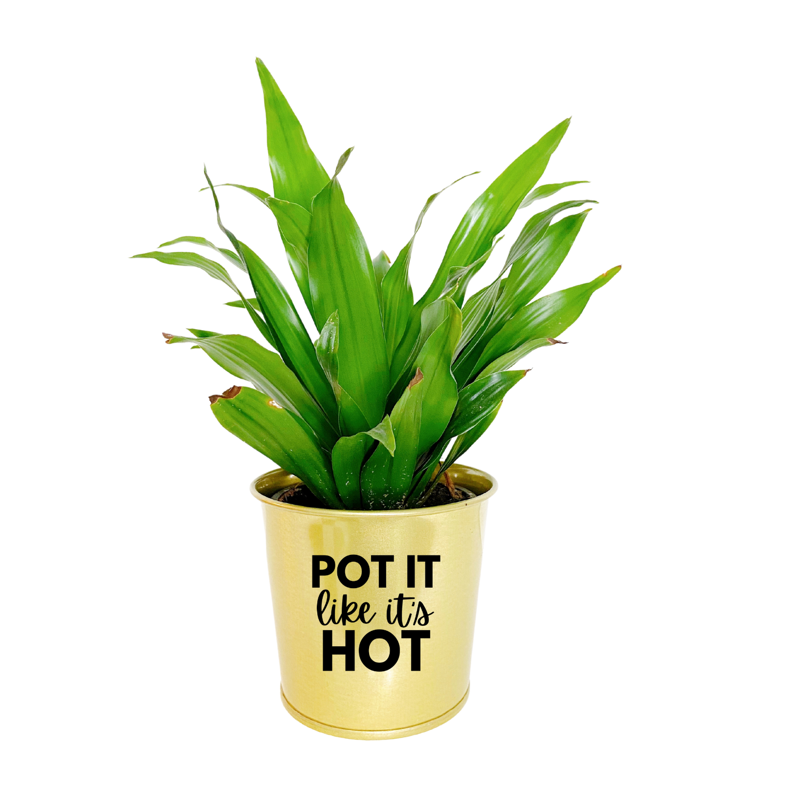 pot it like it's hot planter Planter