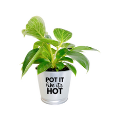 Load image into Gallery viewer, Planter | Pot It Like It&#39;s Hot
