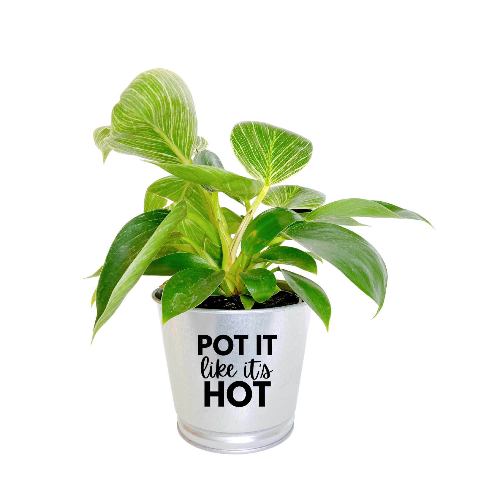 pot it like it's hot planter Planter